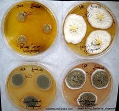 圓弧青黴 圓弧青黴