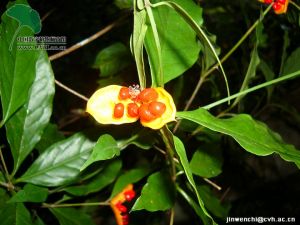 皺葉海桐 皺葉海桐