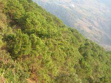 登東自然村生態林