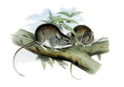 白尾巢兔鼠