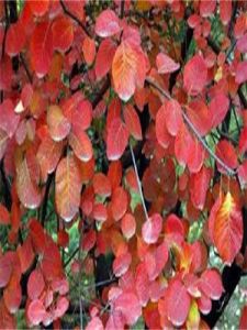 四川黃櫨 四川黃櫨