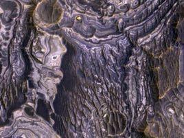 火星樹木 火星樹木