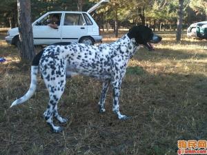 德國剛毛指示犬