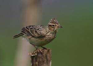 小雲雀台灣亞種 小雲雀台灣亞種
