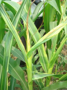 玉米頂腐病 玉米頂腐病