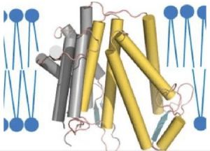 膽固醇生物合成