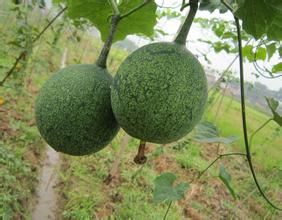 四川裂瓜 四川裂瓜