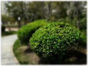 薄葉冬青 薄葉冬青