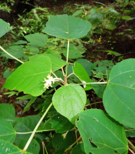 海南山麻桿 海南山麻桿