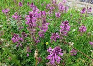 纖細系[玄參科馬先蒿屬]