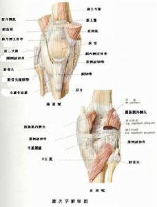 膝部軟組織攣縮畸形的手術治療 膝部軟組織攣縮畸形的手術治療