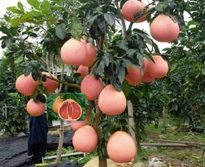 紅皮紅心蜜柚 紅皮紅心蜜柚