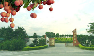 深圳南山西麗果場 深圳南山西麗果場