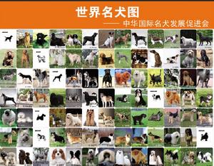 世界名犬圖—一度提供