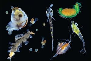 單細胞原生生物