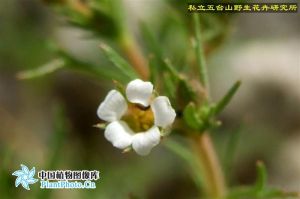 砂生地薔薇 砂生地薔薇