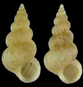 水蛇海螄螺 水蛇海螄螺