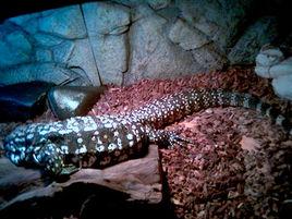 阿根廷黑白泰加 阿根廷黑白泰加