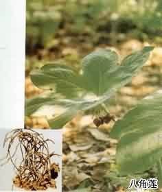 毛八角蓮 毛八角蓮