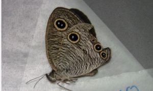 前霧矍眼蝶 前霧矍眼蝶