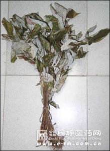 恩施淫羊藿 恩施淫羊藿