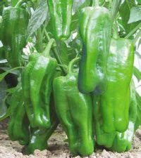 蘇椒5號 蘇椒5號