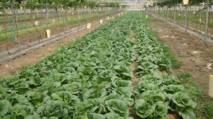 南營二村 南營二村