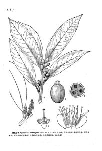 稜角山礬 稜角山礬