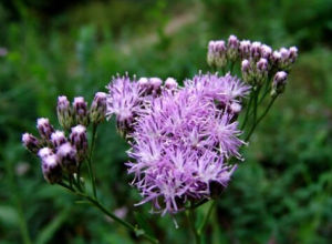 毛葉風毛菊 毛葉風毛菊