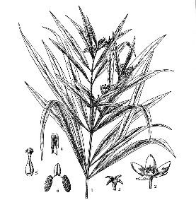 輪葉白前（原變種）