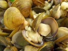 黃沙蜆 黃沙蜆