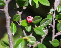 紅花栒子 紅花栒子