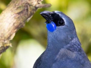 垂耳鴉科 垂耳鴉科