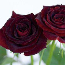 月季ブラックビューティー