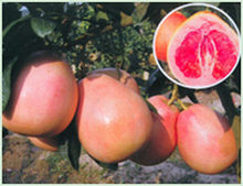 三紅柚果形狀