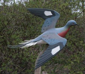 小笠原鴿 小笠原鴿