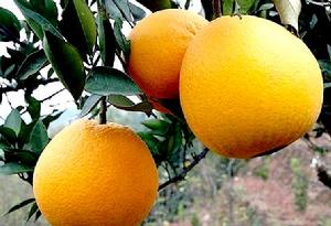 黔陽冰糖橙 黔陽冰糖橙