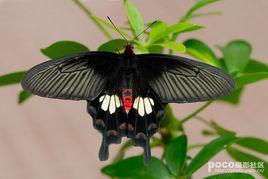 紅珠鳳蝶 紅珠鳳蝶