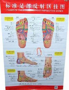 標準足部反射區掛圖 標準足部反射區掛圖