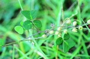 鋪地蝙蝠草 鋪地蝙蝠草