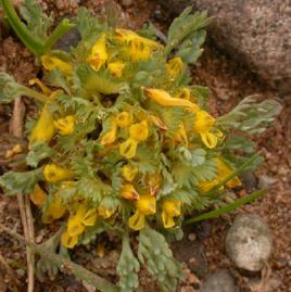 黃花紫堇 黃花紫堇