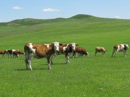 胡爾勒鎮 胡爾勒鎮