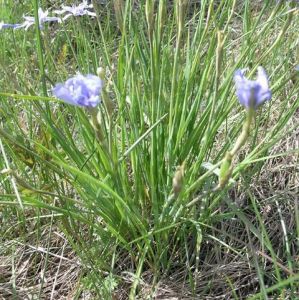 準噶爾鳶尾 準噶爾鳶尾