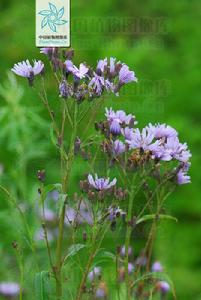 山萵苣（中國植物圖像庫）