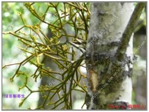 綠莖槲寄生 綠莖槲寄生