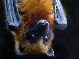 奔巴狐蝠 奔巴狐蝠