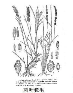刺葉獐毛 刺葉獐毛