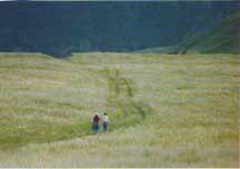 塔里木綠色走廊