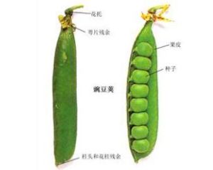 豆莢 豆莢
