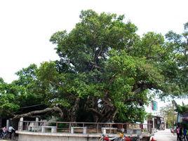 天港社區 天港社區